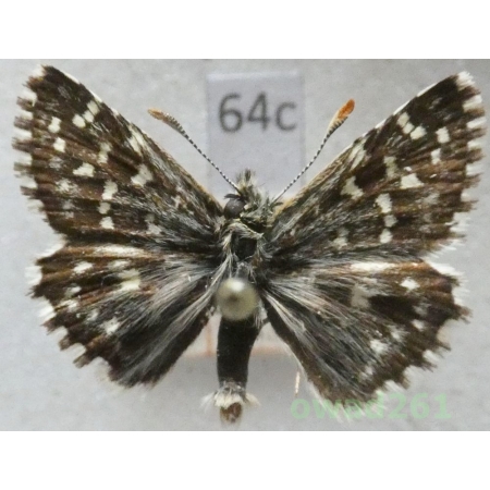 Pyrgus malvae (Linnaeus, 1758) Slovakia64c